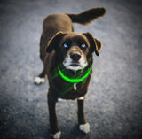 Collar - LED Dog Collar